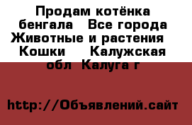 Продам котёнка бенгала - Все города Животные и растения » Кошки   . Калужская обл.,Калуга г.